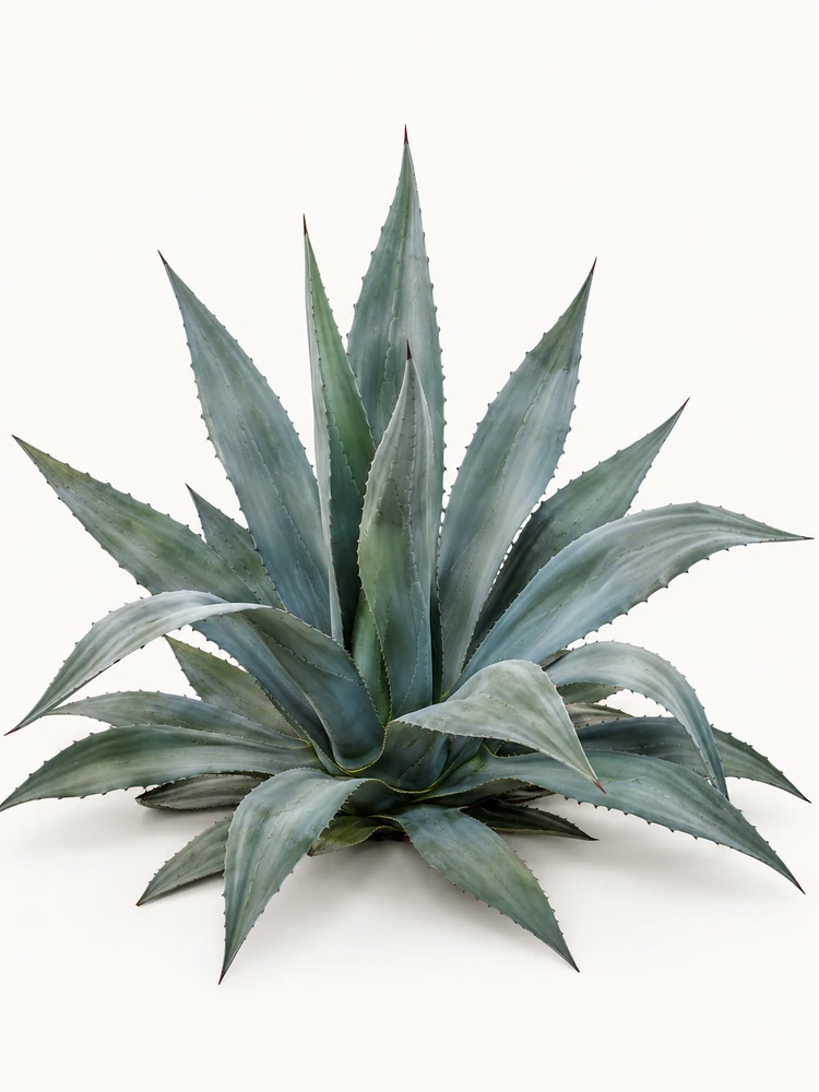 Agave americana