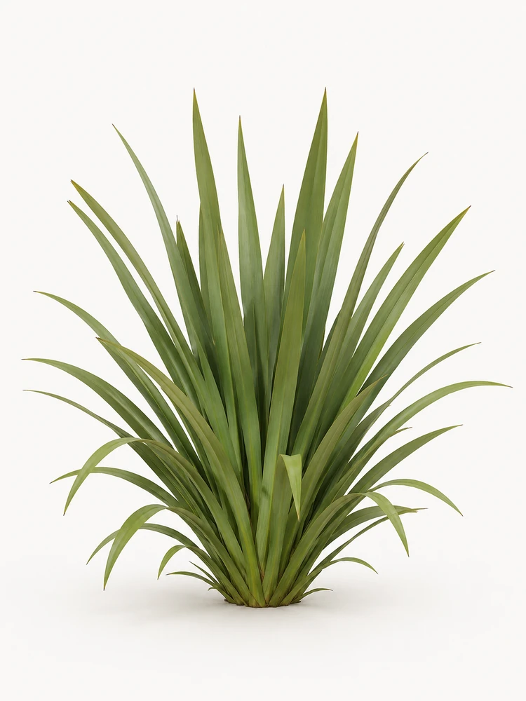Phormium tenax
