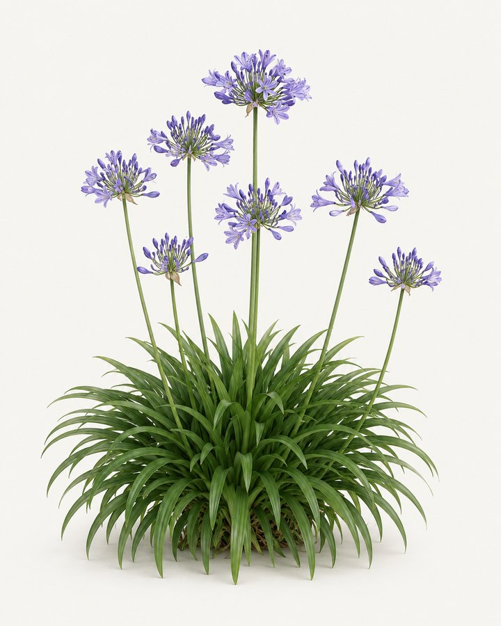 Agapanthus praecox specimen with purple flowers on a neutral background.