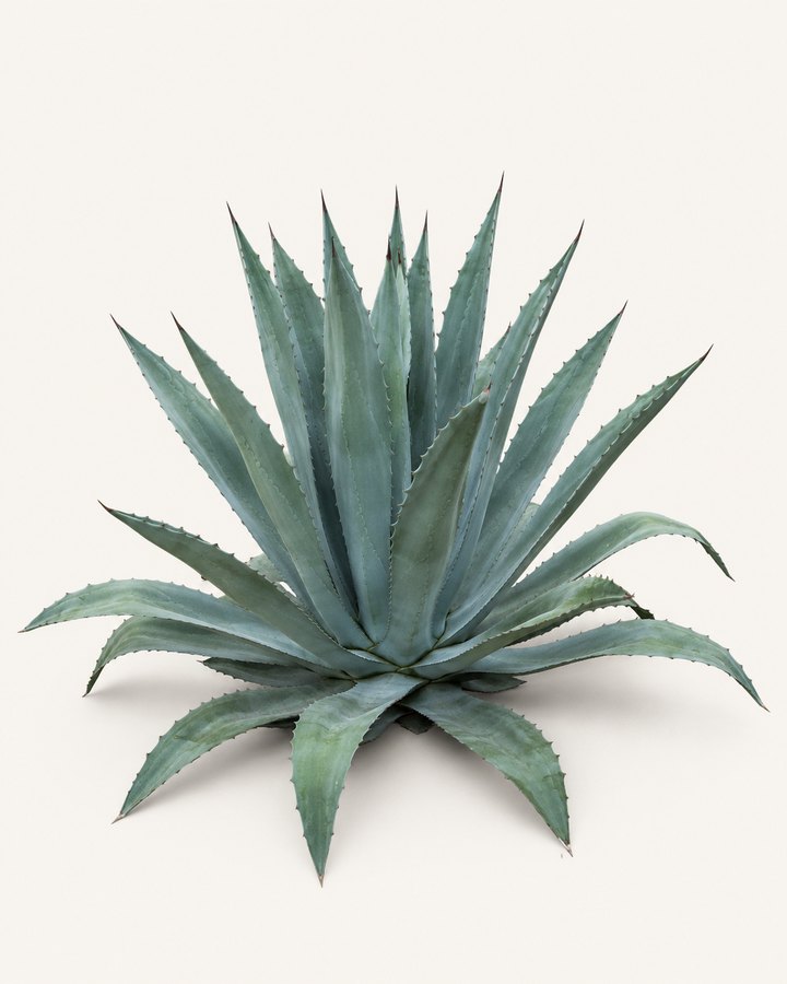 Agave americana specimen on a neutral background.