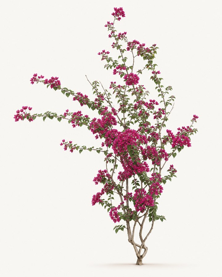 Bougainvillea glabra specimen with magenta flowers on a neutral background.