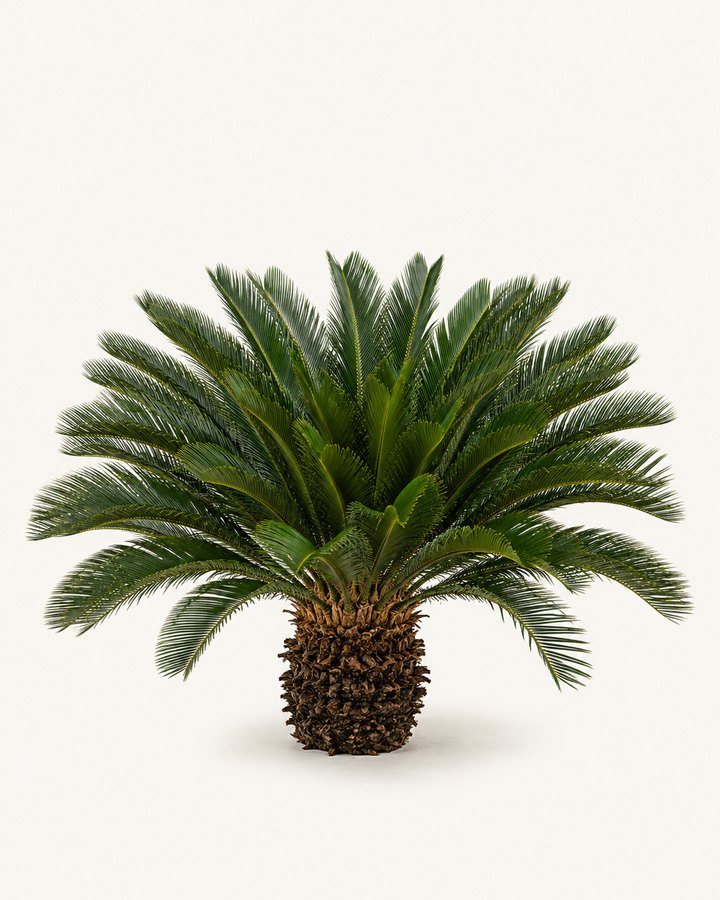 Cycas revoluta specimen on a neutral background.