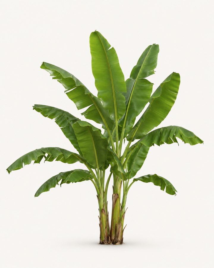 Musa broad-leaf specimen on a neutral background.