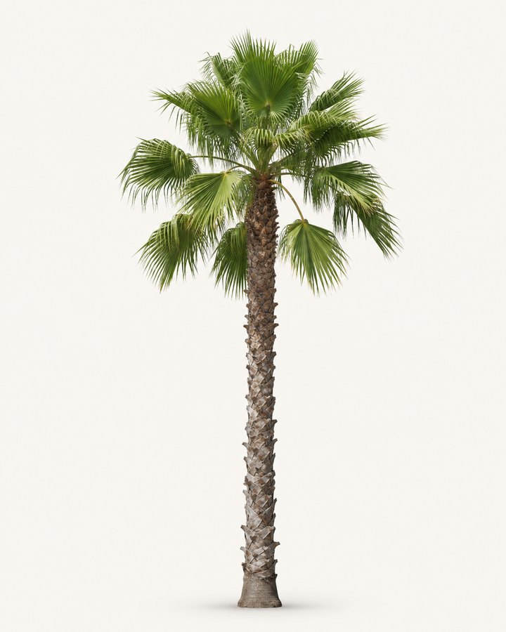 Washingtonia robusta palm specimen on a neutral background.